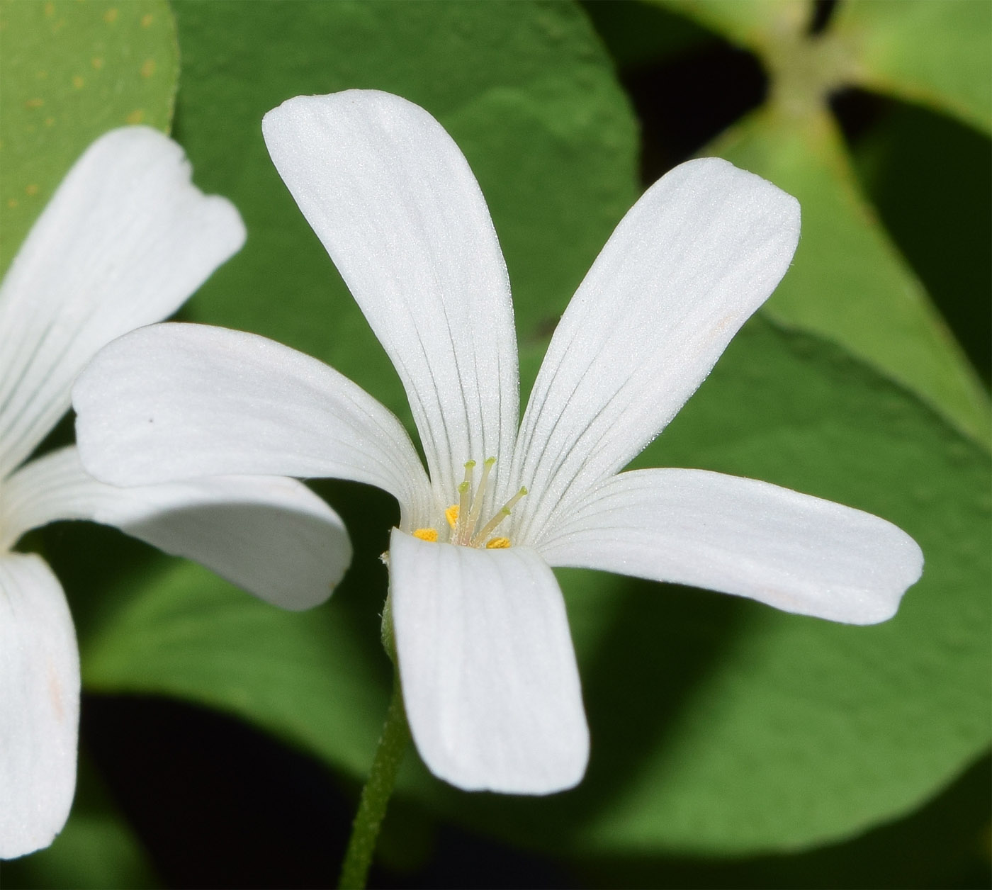Изображение особи Oxalis articulata.