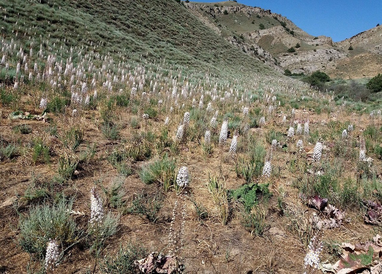 Image of Eremurus angustifolius specimen.