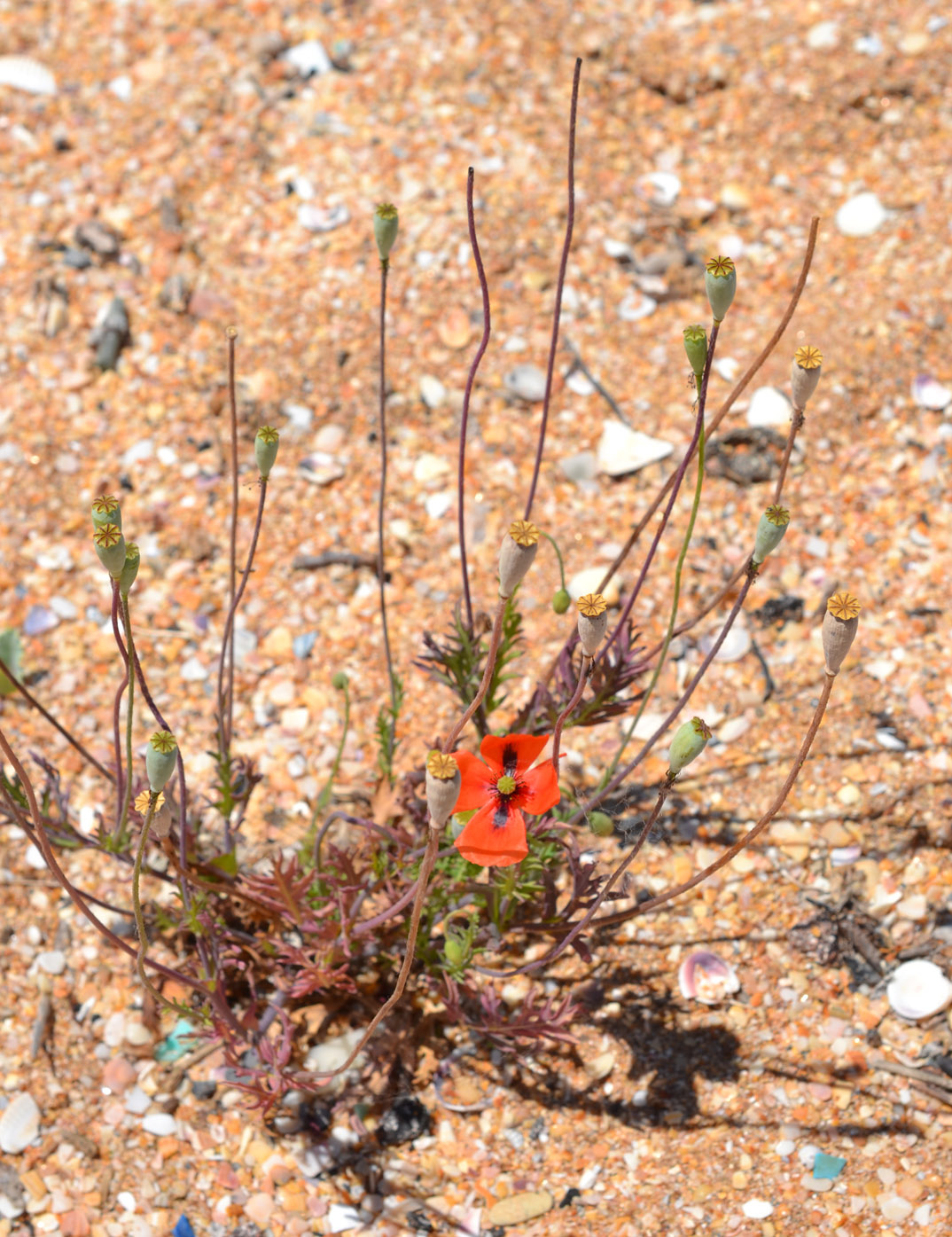 Image of Papaver laevigatum specimen.