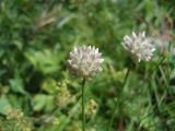 Allium saxatile