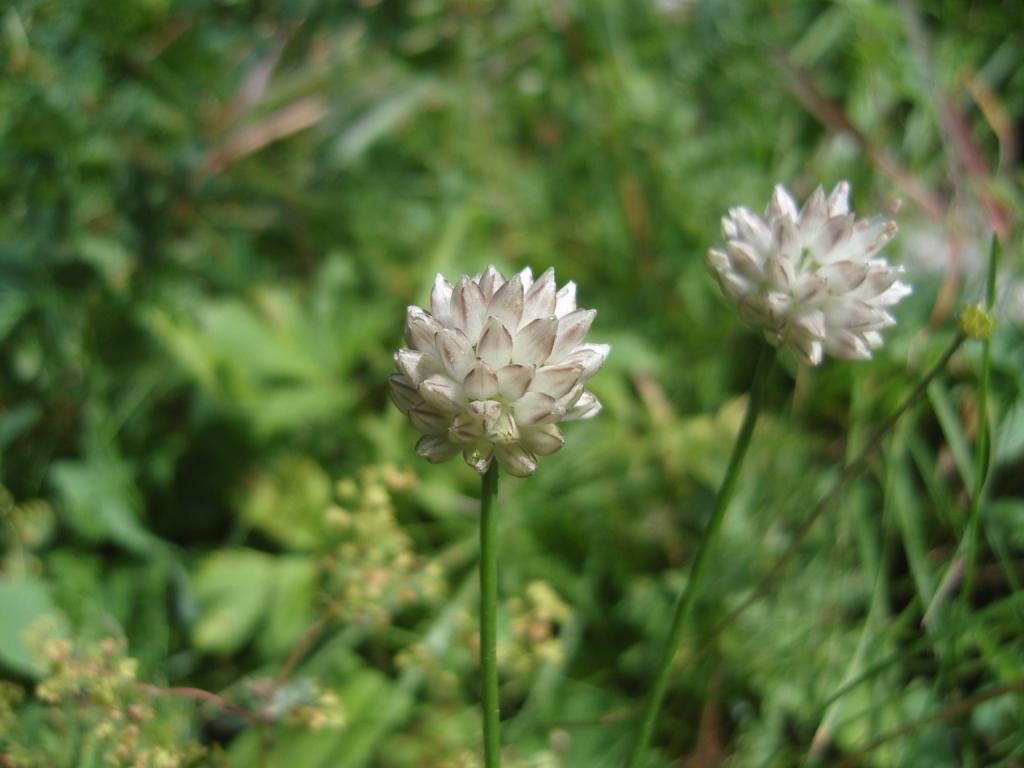 Изображение особи Allium saxatile.