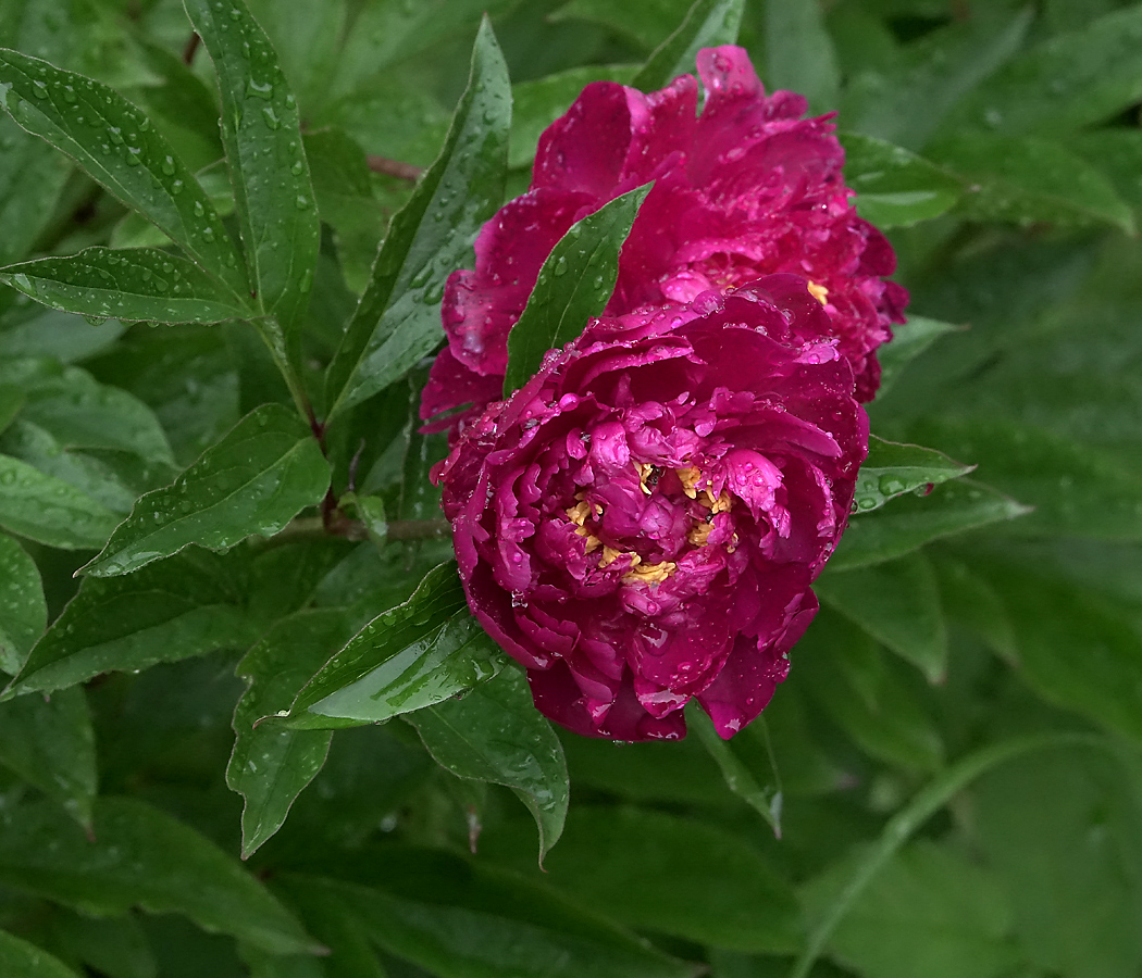 Image of Paeonia lactiflora specimen.