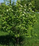 Crataegus submollis