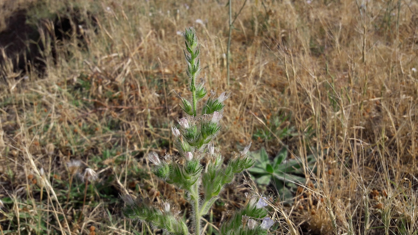 Изображение особи Echium biebersteinii.