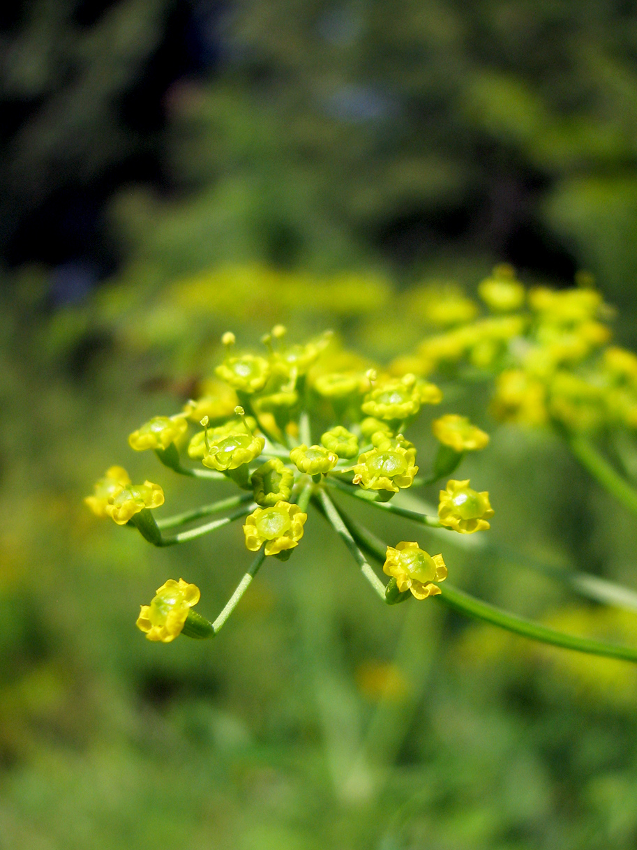 Изображение особи Pastinaca sylvestris.