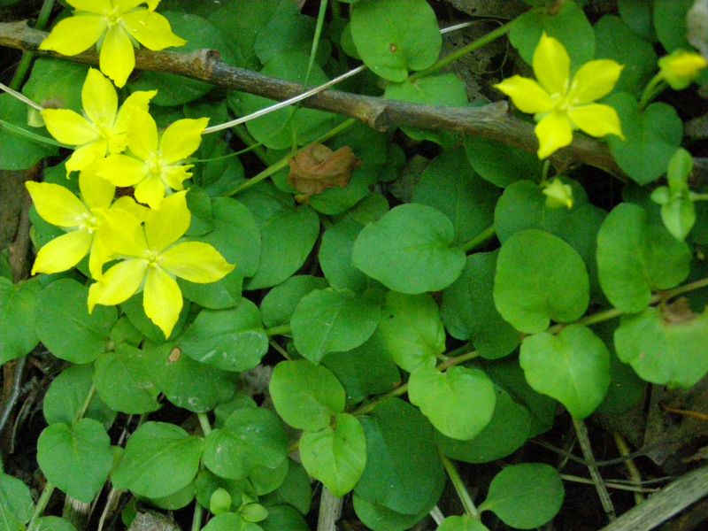 Image of Lysimachia nummularia specimen.