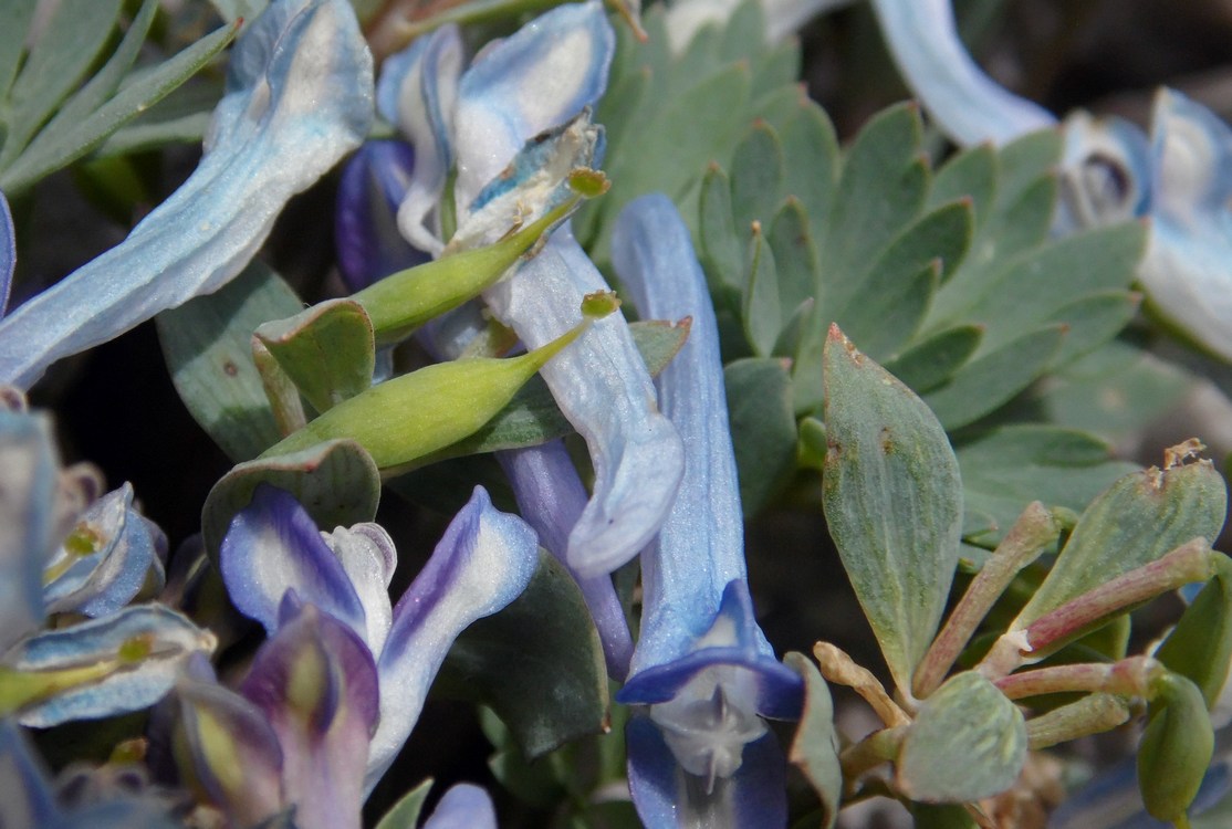 Изображение особи Corydalis alpestris.