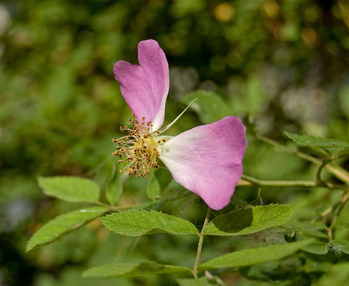 Image of Rosa viarum specimen.