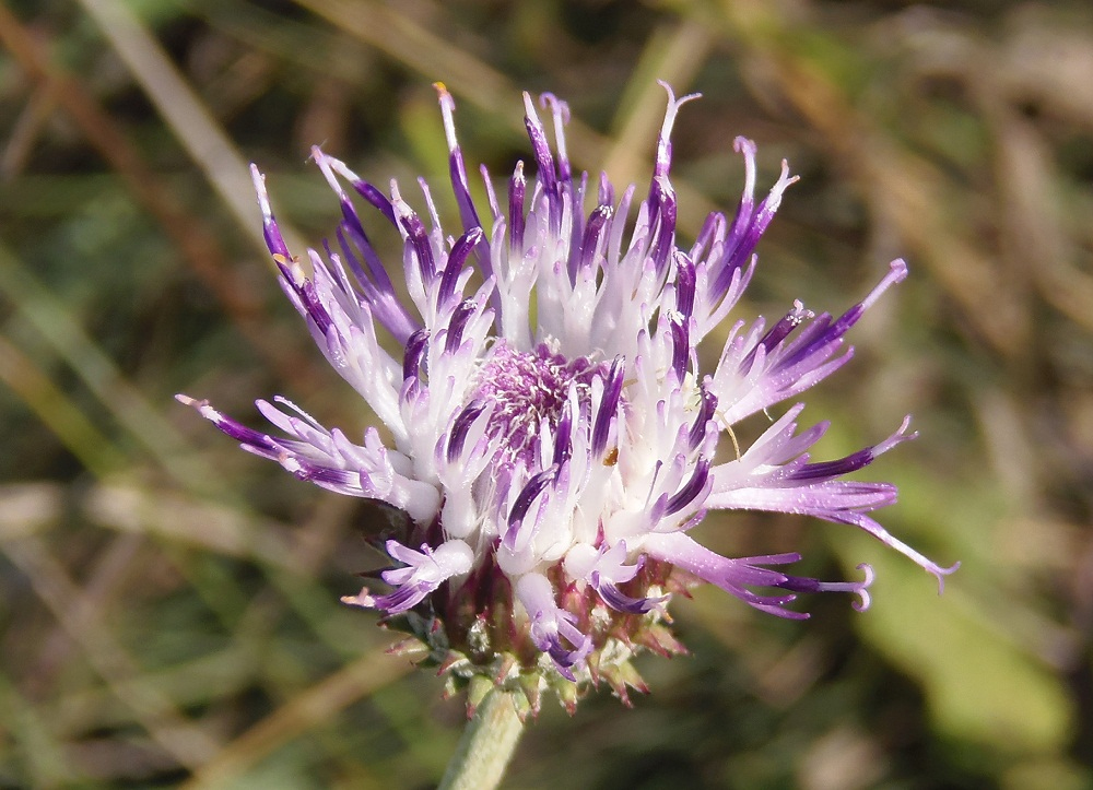 Image of Jurinea pseudocyanoides specimen.