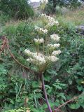 Angelica purpurascens