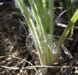 Tragopogon dubius