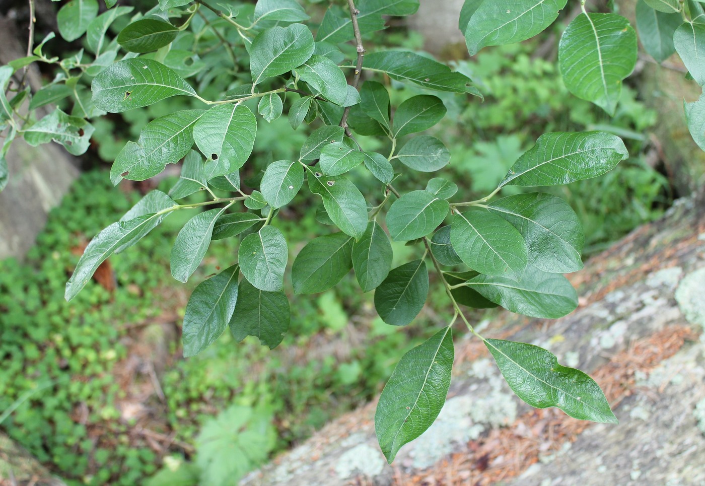 Image of Salix caprea specimen.