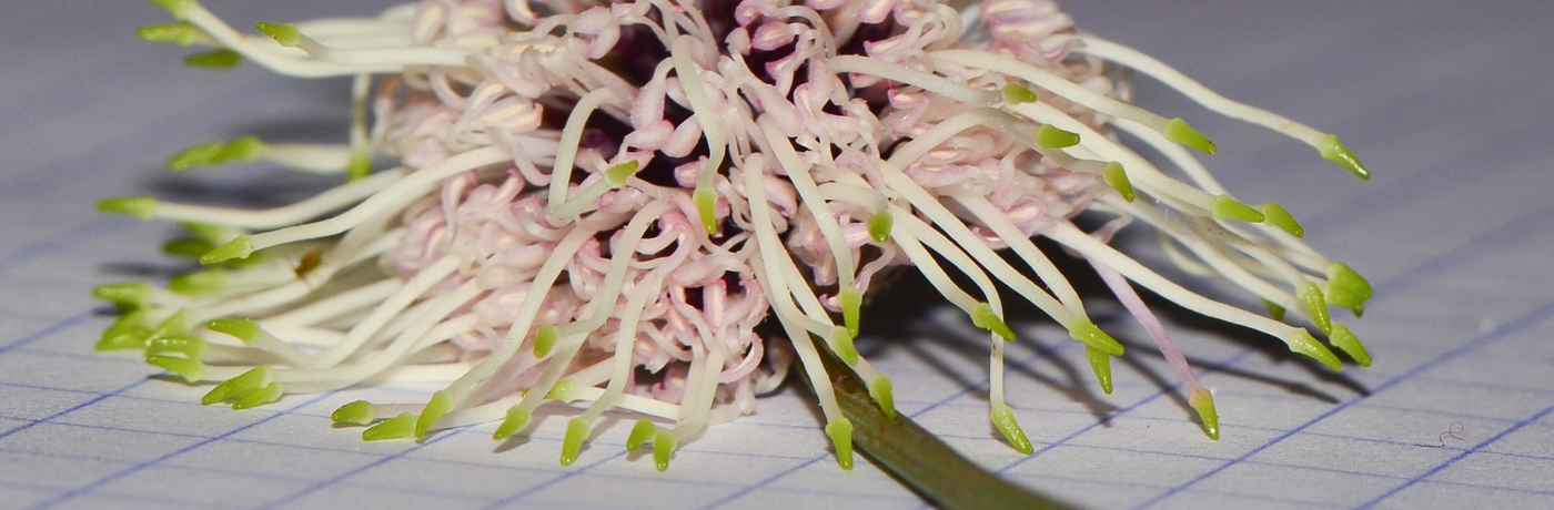 Image of Hakea scoparia specimen.