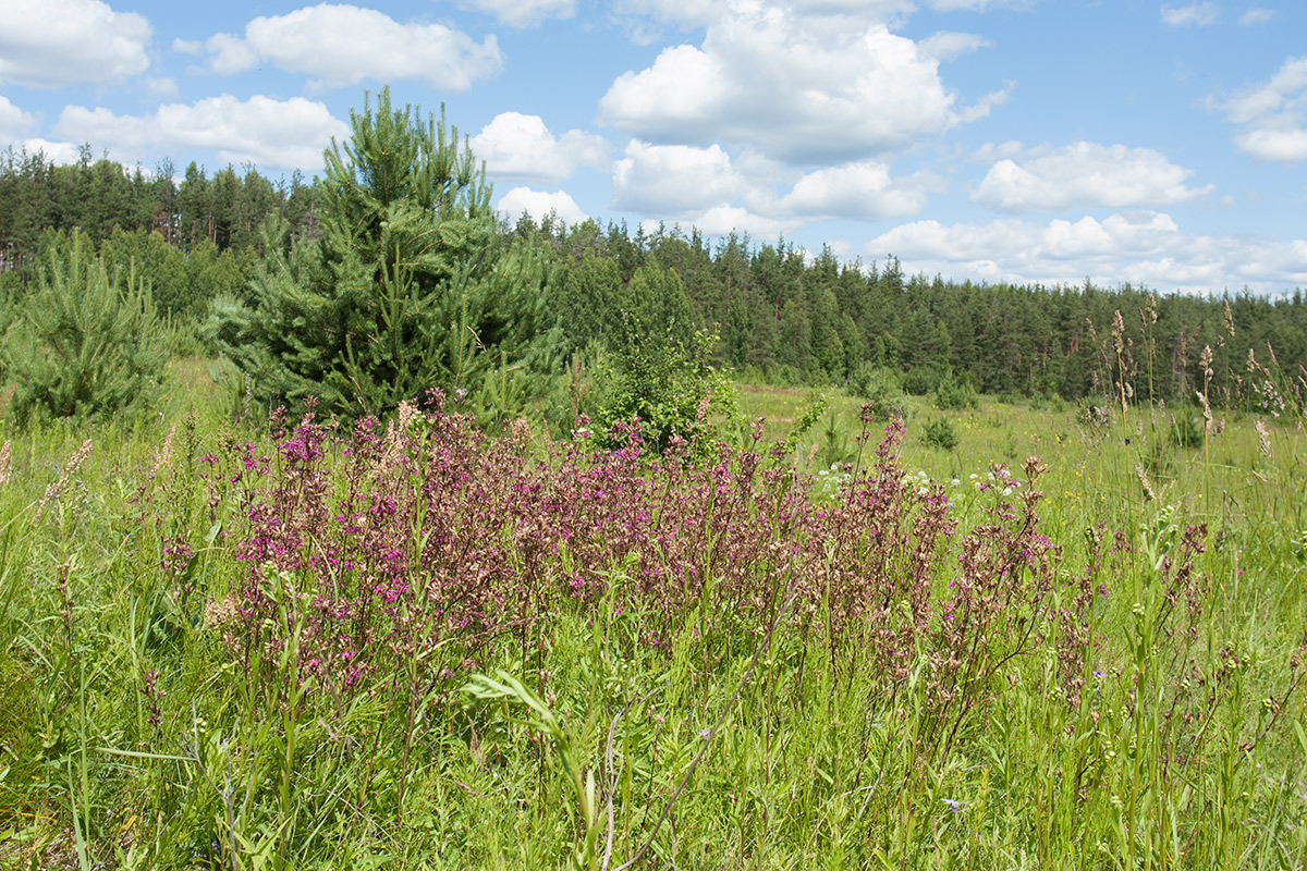 Изображение особи Viscaria vulgaris.