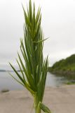 familia Poaceae