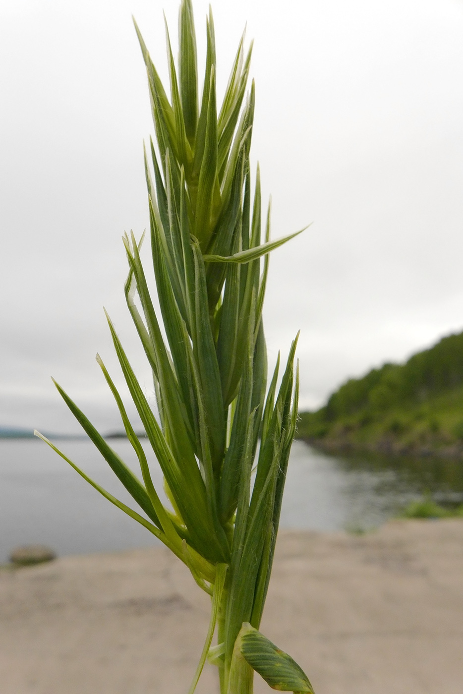 Изображение особи семейство Poaceae.