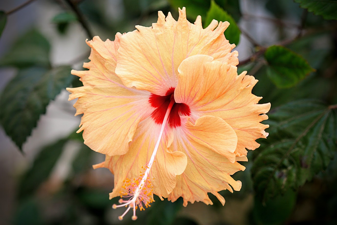 Image of Hibiscus rosa-sinensis specimen.