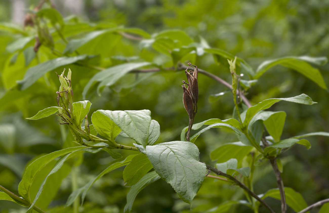 Image of Weigela middendorffiana specimen.