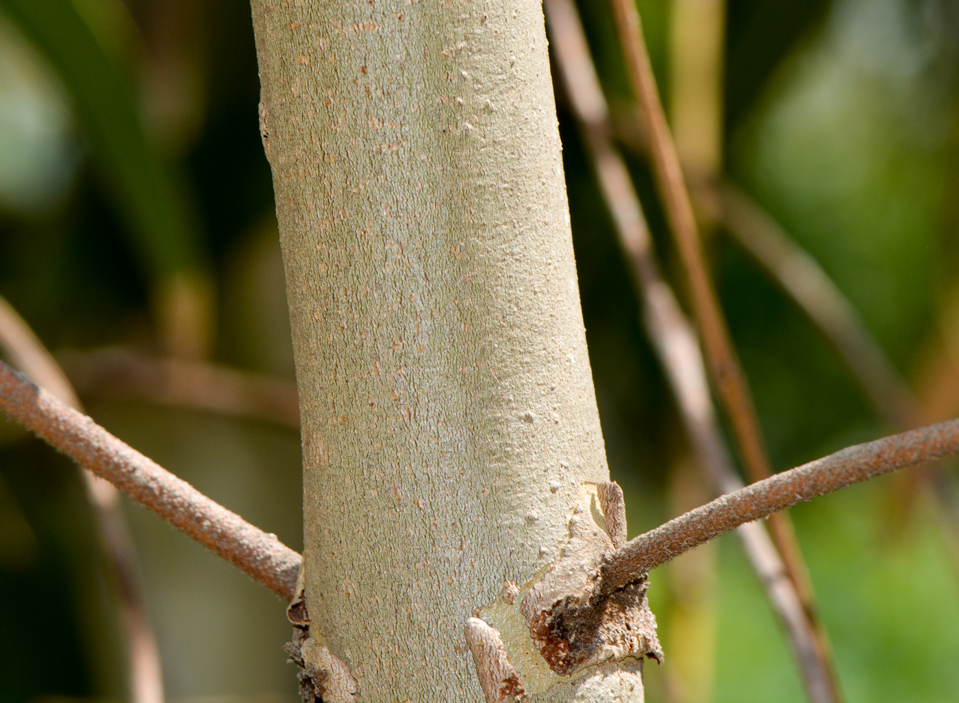 Image of Eucalyptus erythrocorys specimen.