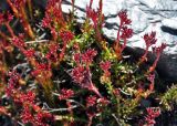 Rhodiola gelida. Верхушки побегов с соплодиями. Таджикистан, Фанские горы, перевал Алаудин, ≈ 3700 м н.у.м., каменистый склон. 05.08.2017.