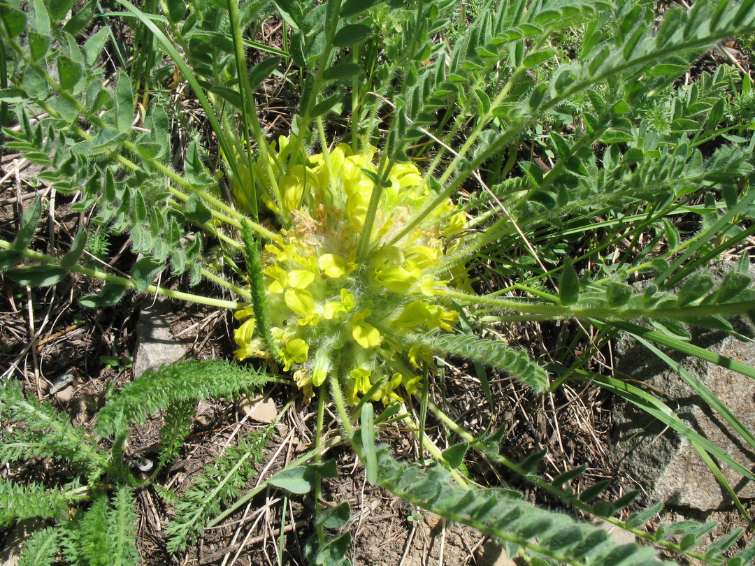 Image of Astragalus andaulgensis specimen.