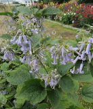 Clematis heracleifolia