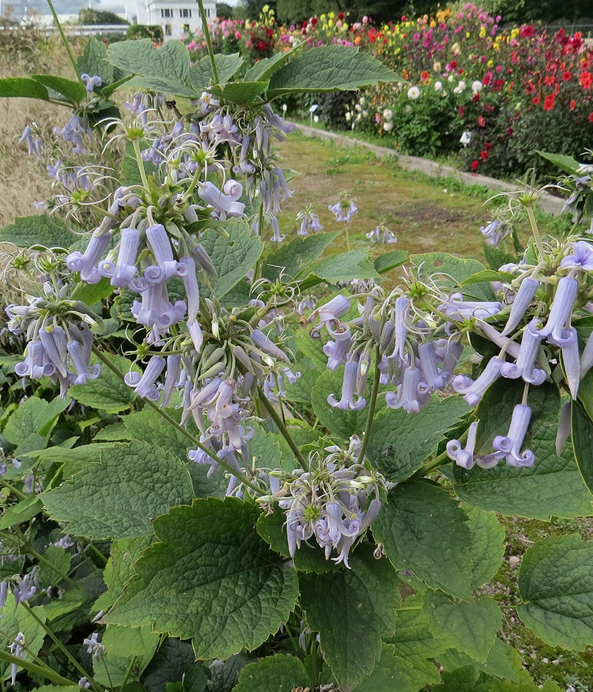 Изображение особи Clematis heracleifolia.