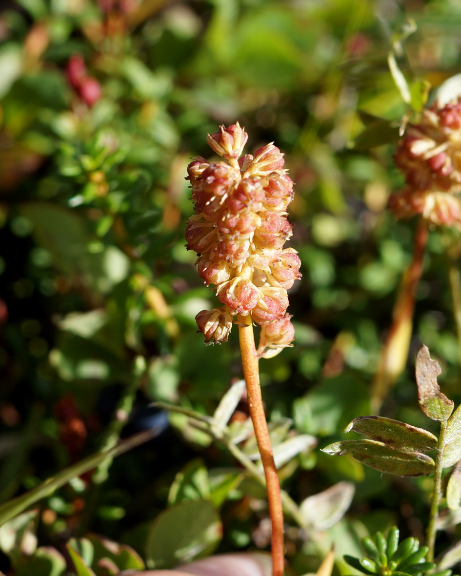 Изображение особи Tofieldia coccinea.