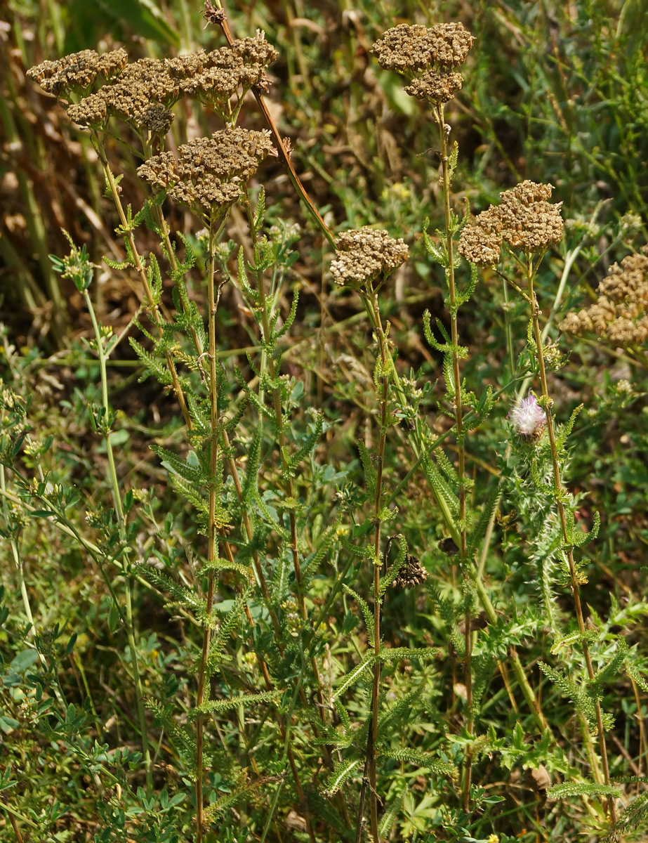 Image of Achillea millefolium specimen.