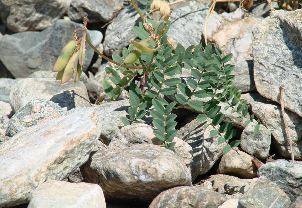 Image of Vicia olchonensis specimen.