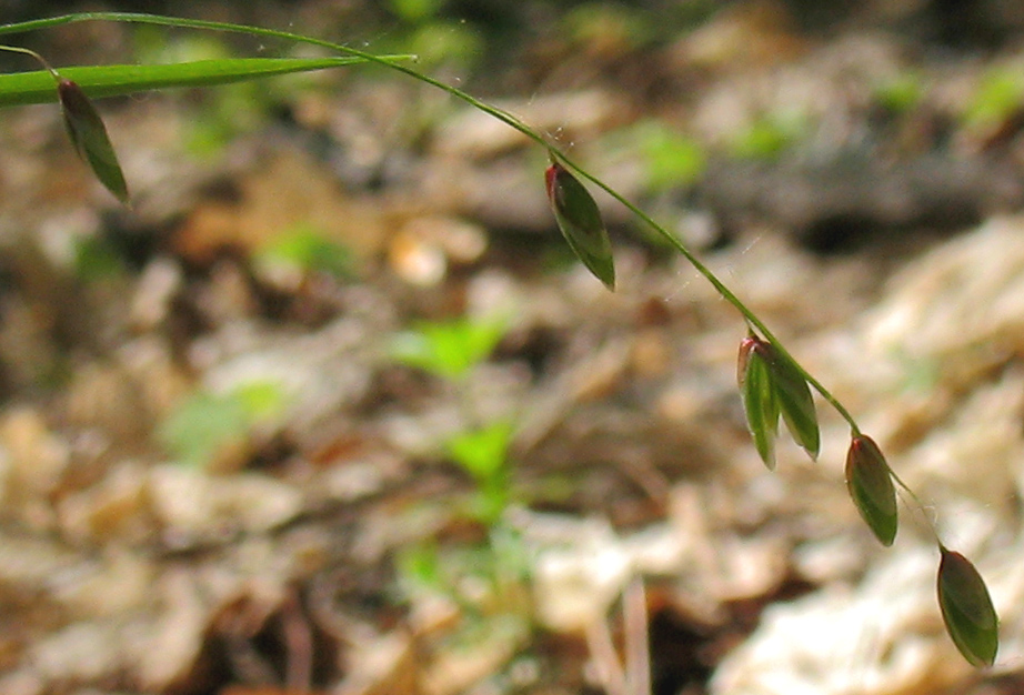 Image of Melica nutans specimen.