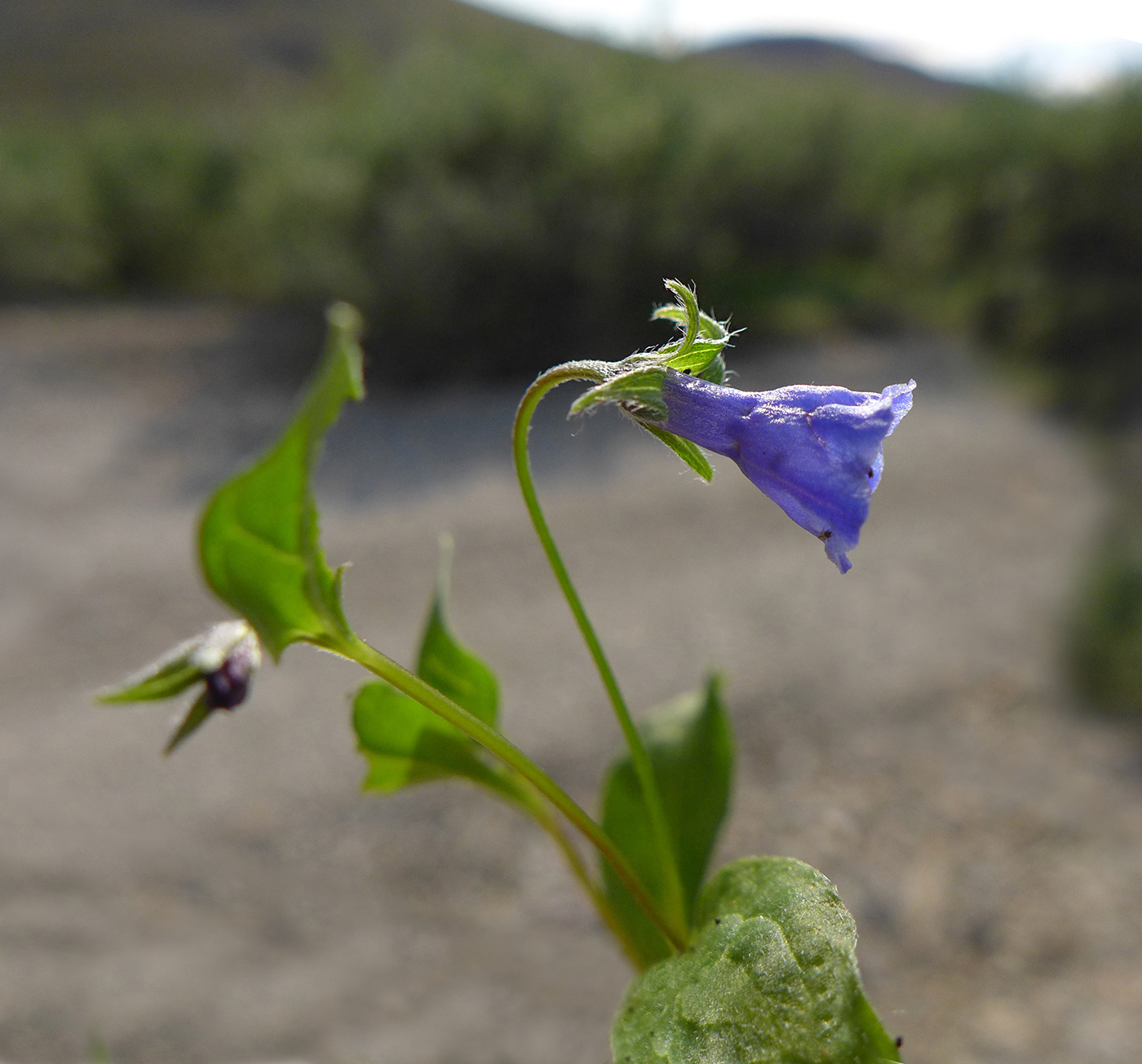 Image of Mertensia pubescens specimen.