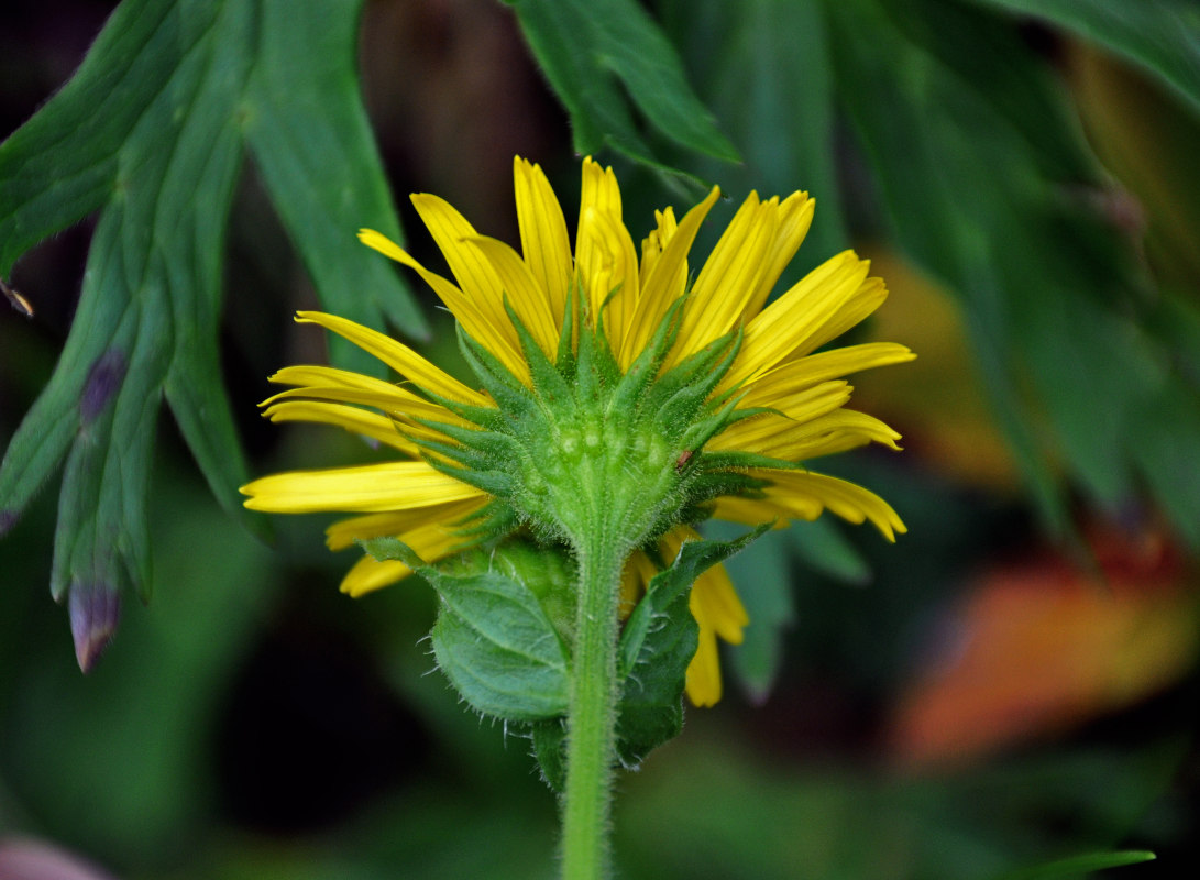 Image of Doronicum macrophyllum specimen.