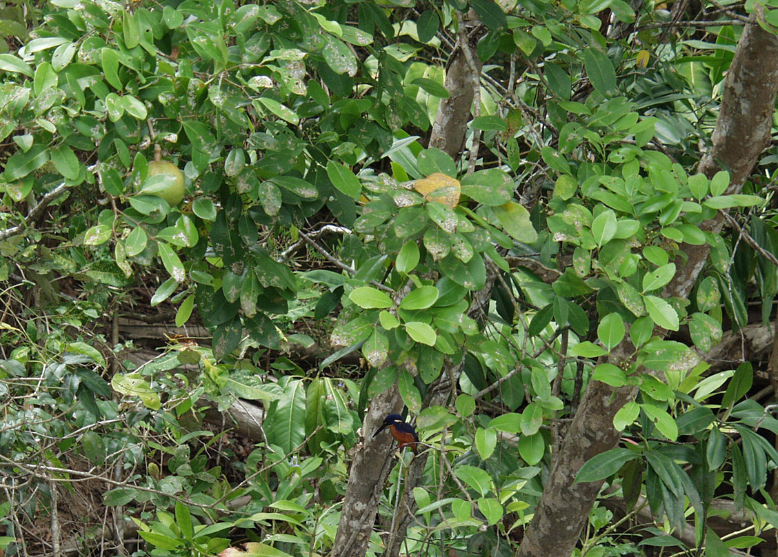 Image of Xylocarpus granatum specimen.