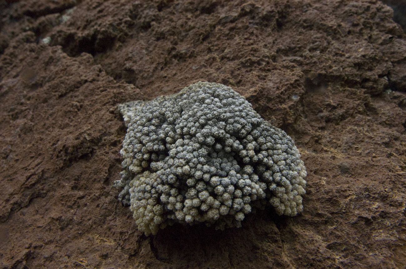 Image of Draba bryoides specimen.