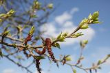 Populus balsamifera