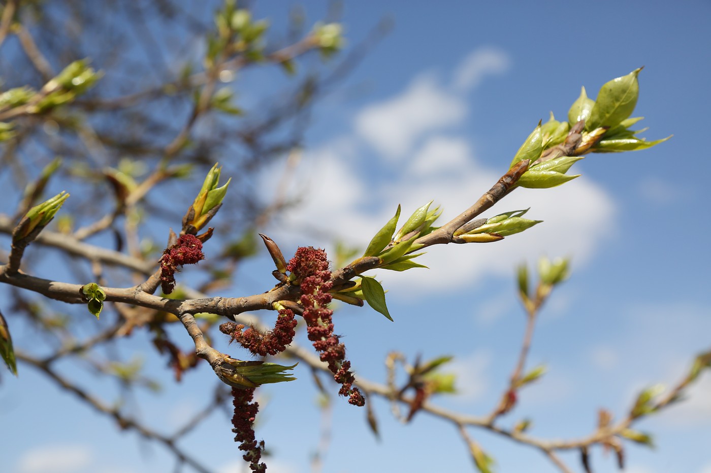 Изображение особи Populus balsamifera.