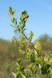 Salix starkeana. Веточки с женскими соцветиями. Ленинградская обл., Гатчинский р-н, окр. пос. Пудость, сухое дно заросшего карьера. 26.05.2018.
