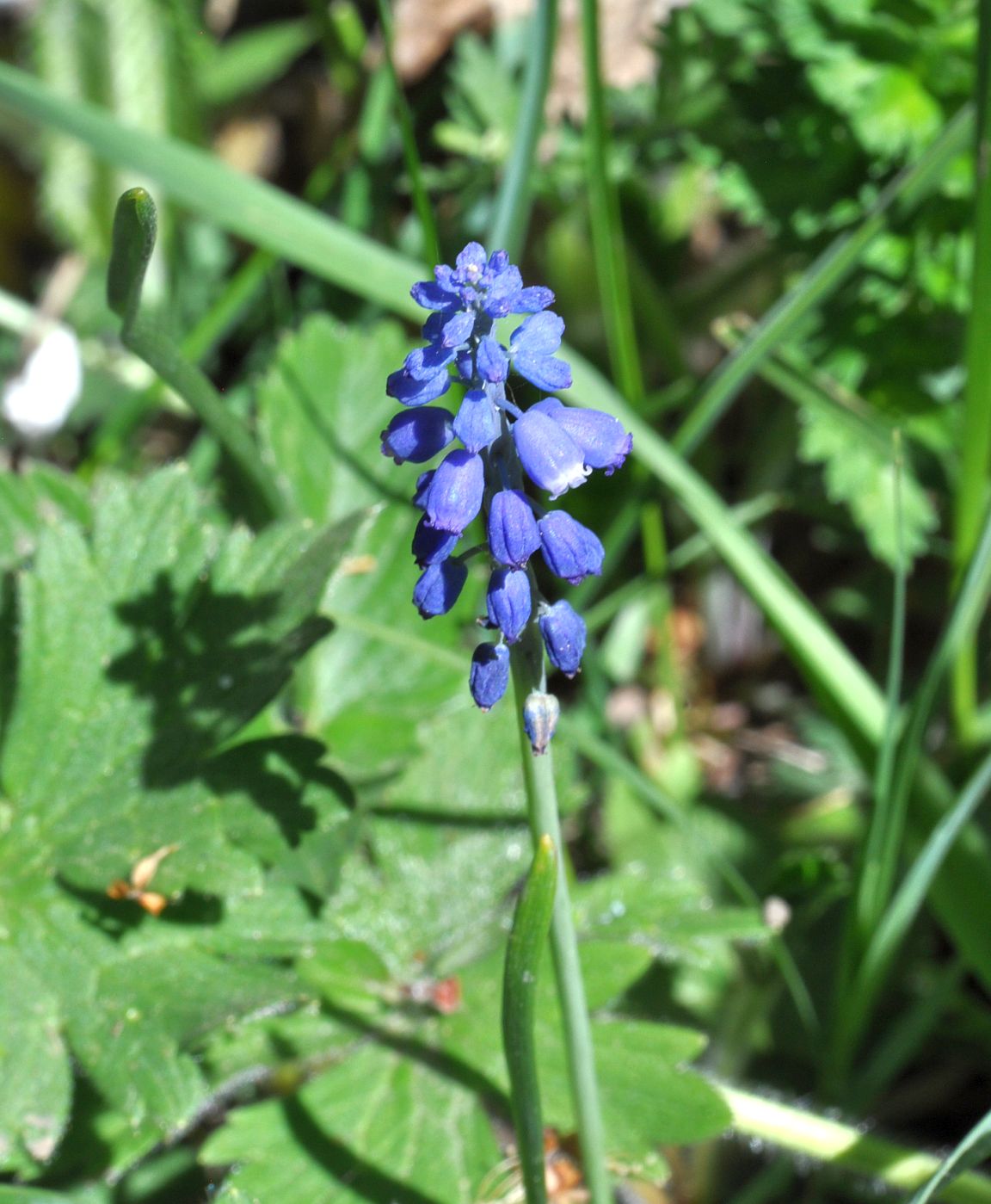 Изображение особи род Muscari.