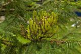 Abies sibirica