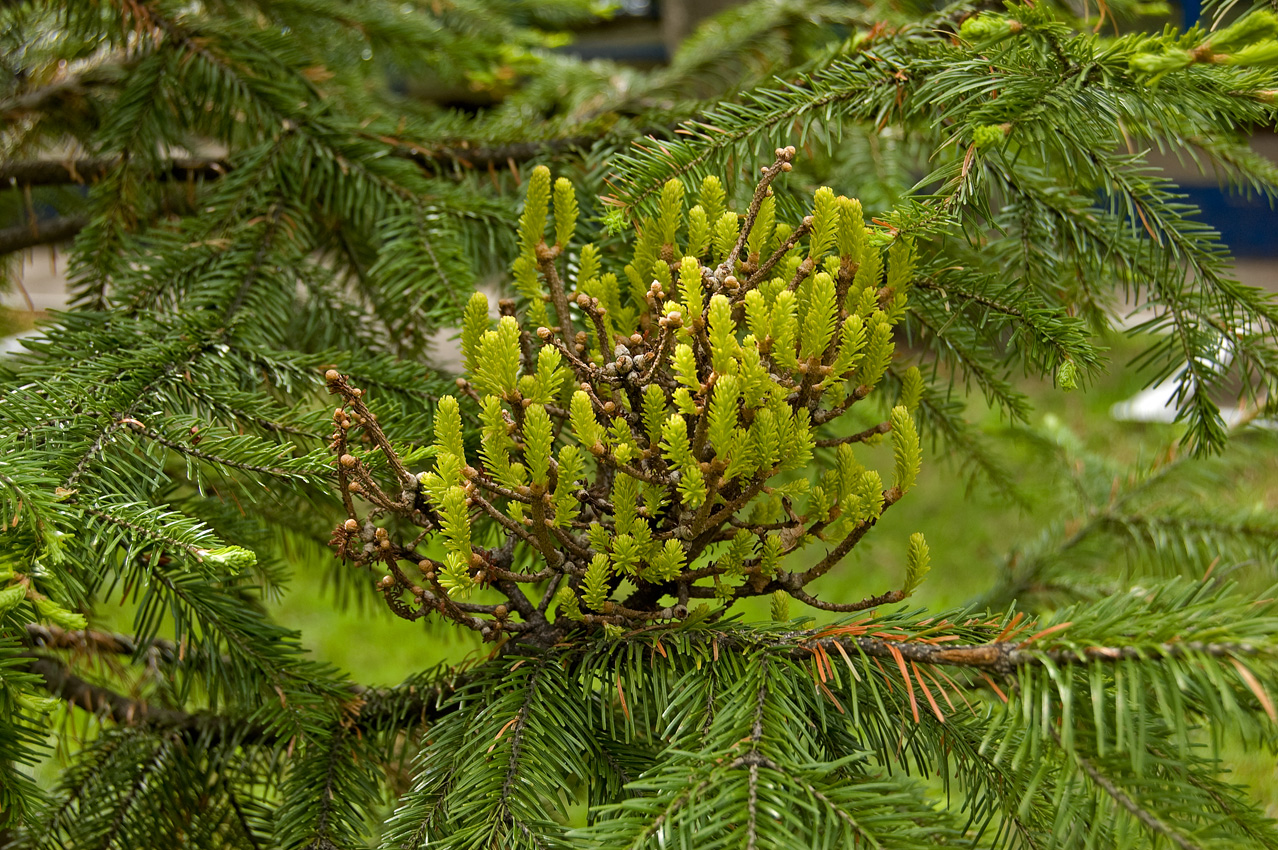 Изображение особи Abies sibirica.