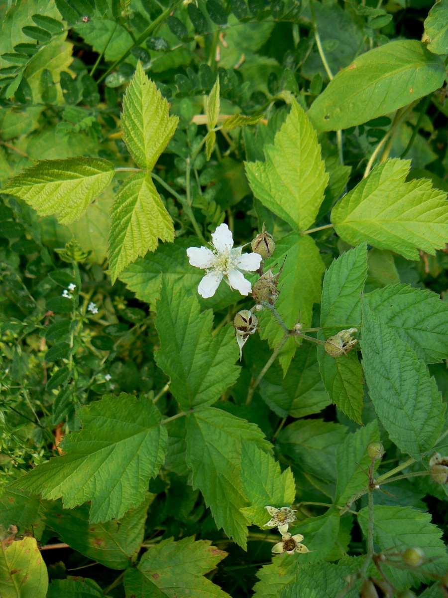 Изображение особи Rubus caesius.