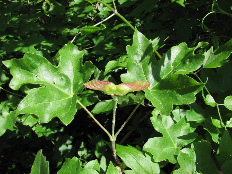 Image of Acer campestre specimen.