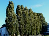 Populus italica