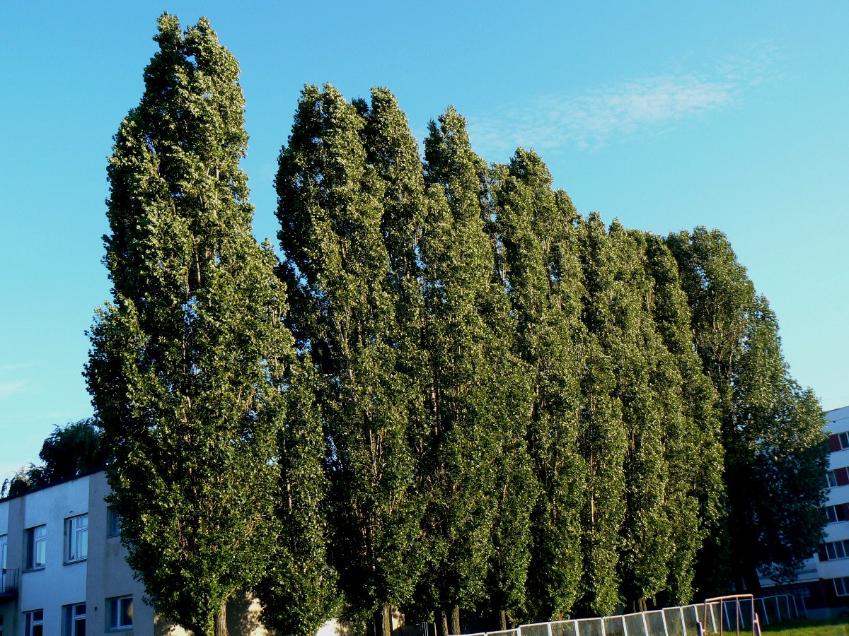 Image of Populus italica specimen.