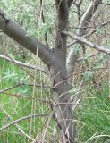 Elaeagnus caspica. Нижняя часть взрослого дерева. Дагестан, Кумторкалинский р-н, берег р. Шураозень. 06.05.2018.