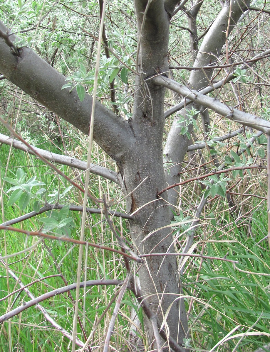 Image of Elaeagnus caspica specimen.