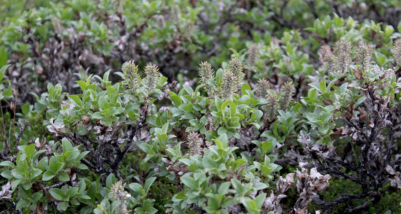 Image of Salix myrsinites specimen.