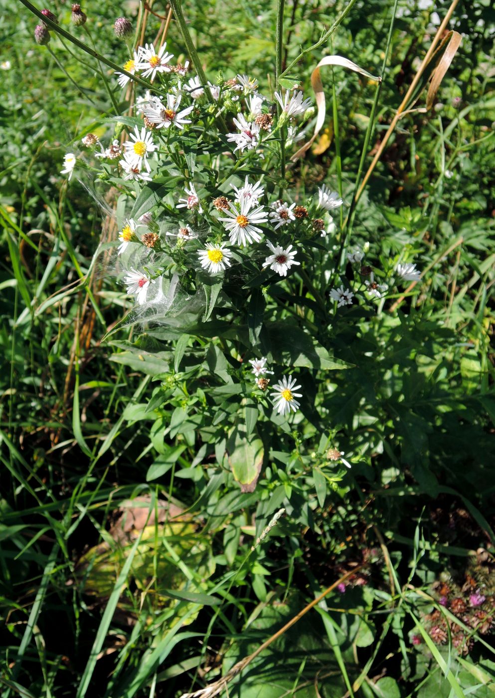 Изображение особи Symphyotrichum × salignum.