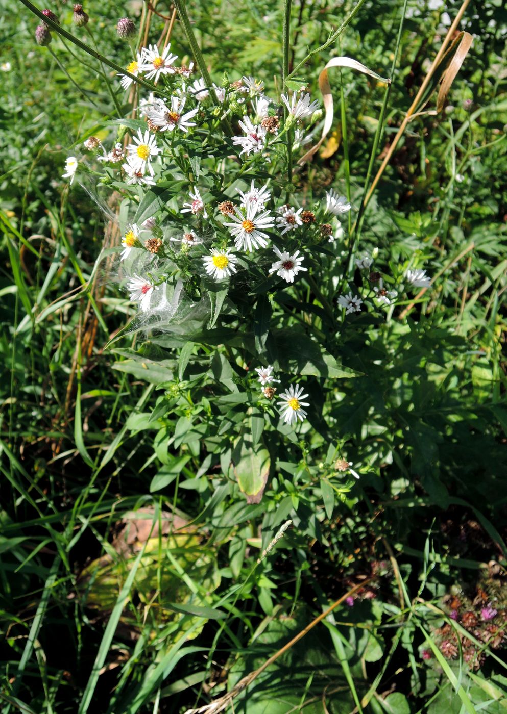 Изображение особи Symphyotrichum &times; salignum.